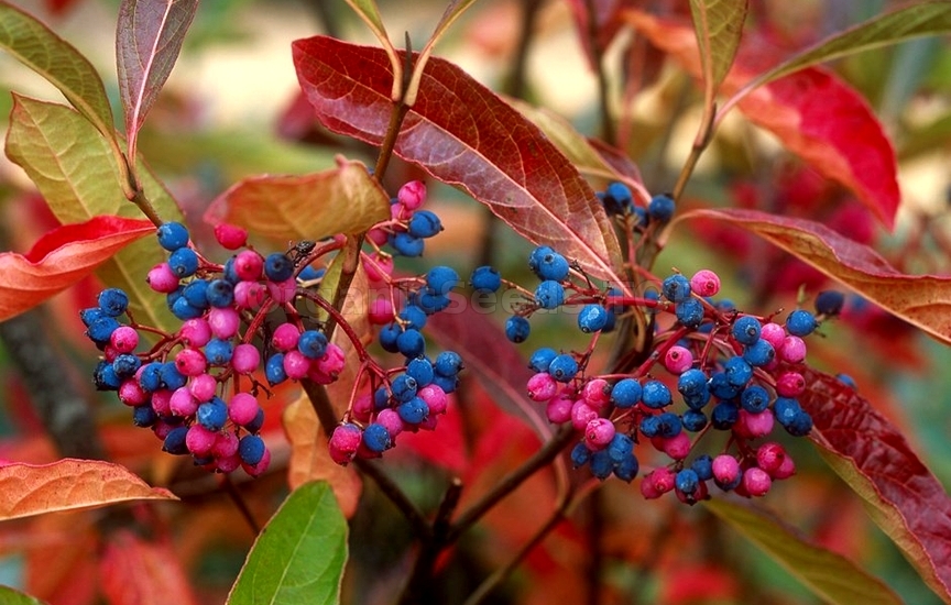8 Shrubs to Plant Now for Stunning Fall Color