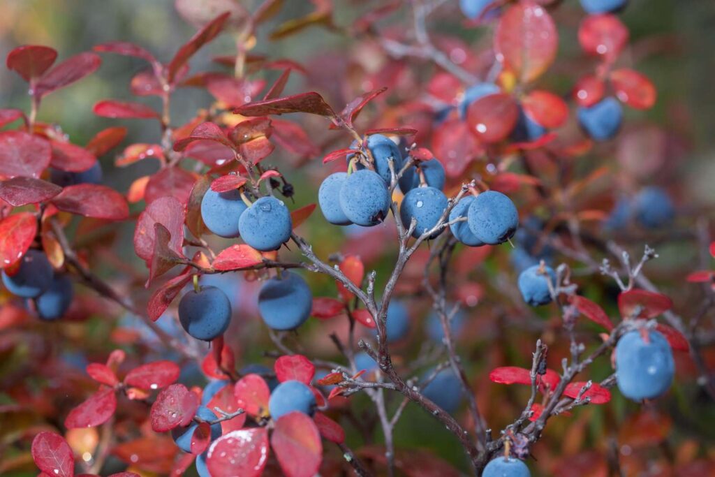 8 Shrubs to Plant Now for Stunning Fall Color