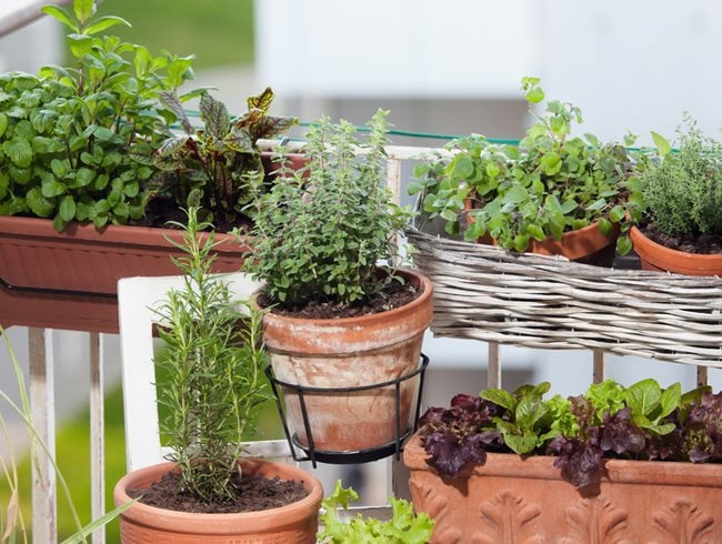 Balcony Garden Inspiration: Simple and Stylish Ideas for Small Spaces
